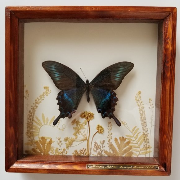 #B2 1 Rare Collectible Real Far East Russian Alpine Black Swallowtail Butterfly - Picture 2 of 13